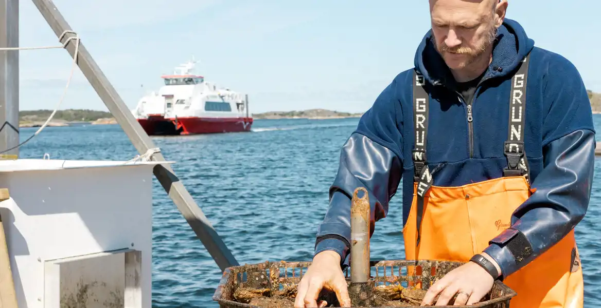 Andreas Karlsson, Plant Manager på Ostrea, inspekterar ostron på en båt.