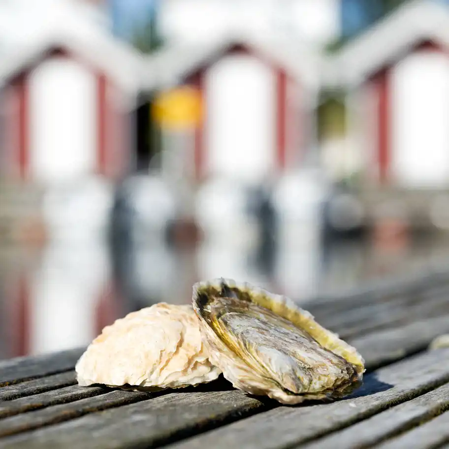 Ostron på en brygga i närbild.